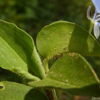 Commelina diffusa Burm.f.
